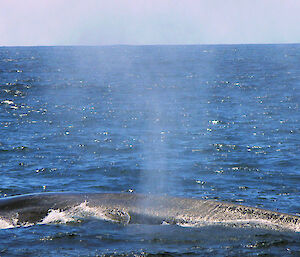 A blue whale off Rottnest Island, Western Australia.