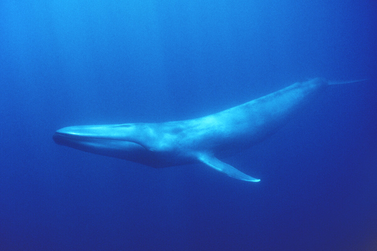 Масса синего кита достигает. Голубой кит Balaenoptera musculus. МЕГАЛОДОН И синий кит. Синий кит (голубой кит). Самый маленький кит.