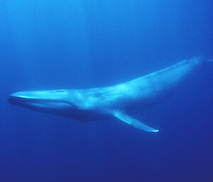 The blue whale swims with its head to the left of the frame