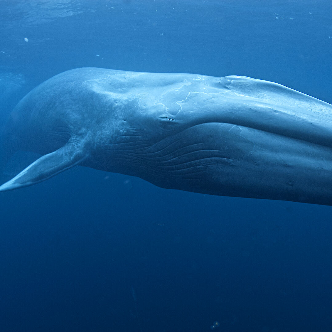 Blue whale — Australian Antarctic Program