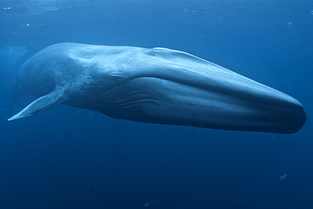 Blue whale top 5 biggest mammals