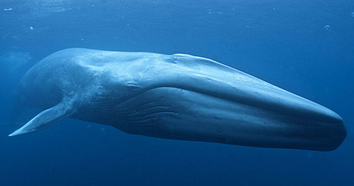 Blue whale – Australian Antarctic Program