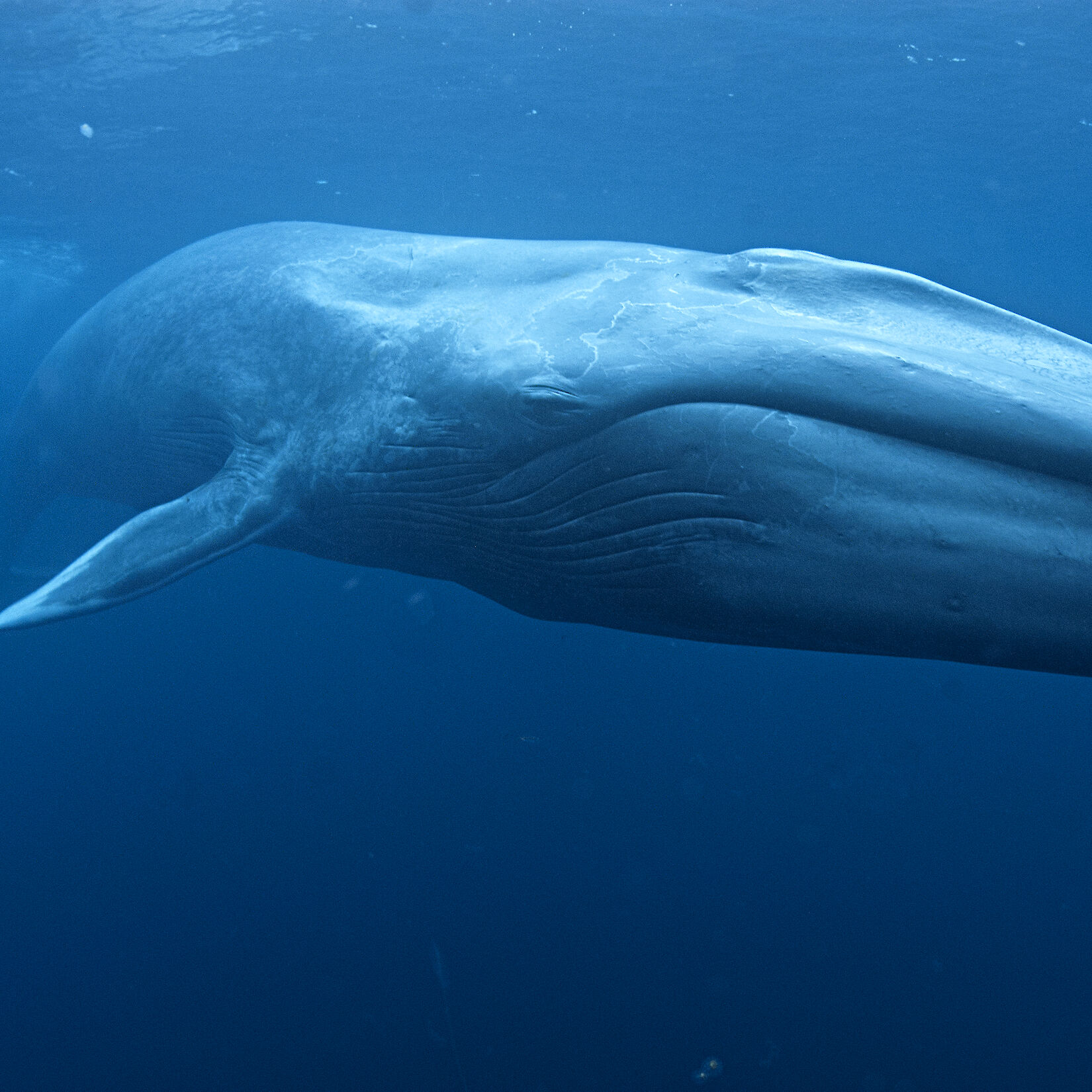 Whales photo gallery — Australian Antarctic Program