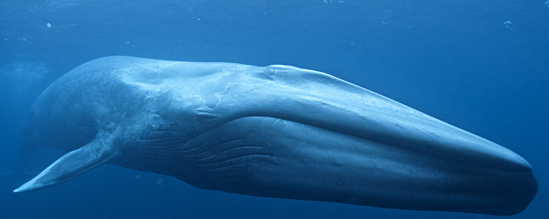 Antarctic blue whale underwater near the surface
