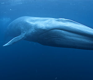 Antarctic blue whale (Photo: Mike Johnson)