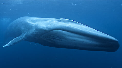 Antarctic blue whale underwater near the surface