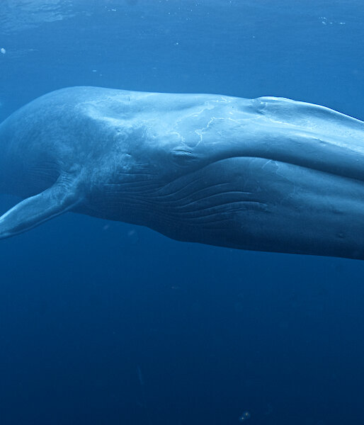 Antarctic blue whale (Photo: Mike Johnson)