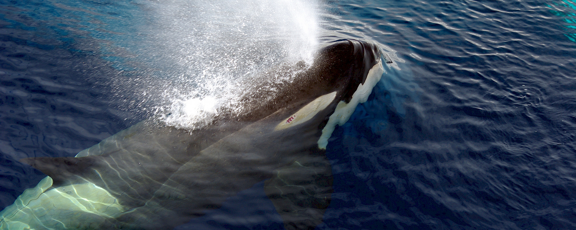 An orca surfaces near the Aurora Australis