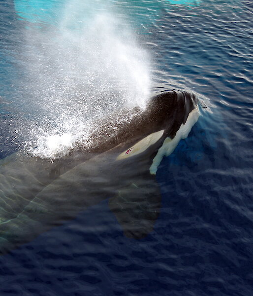 An orca surfaces near the Aurora Australis