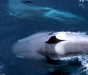 Looking directly down from ship at killer whale surfacing