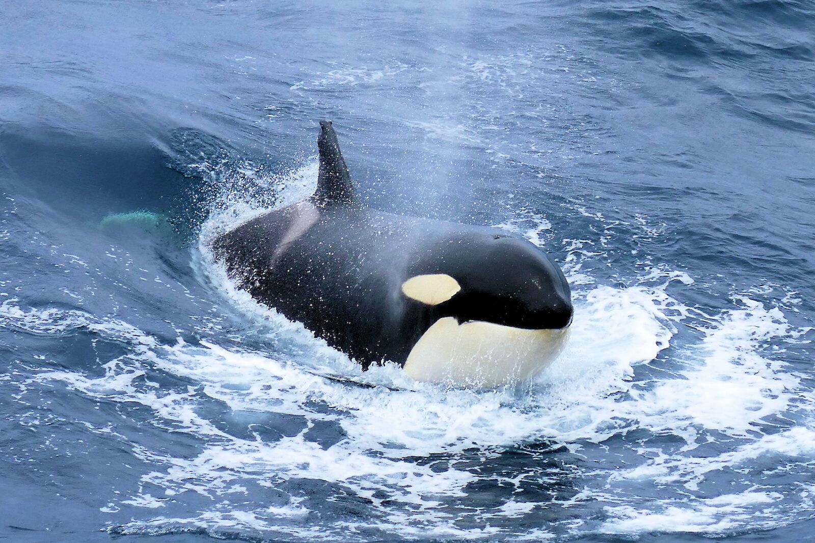 How Do Killer Whales Mate