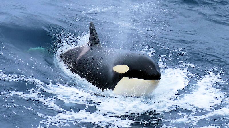 Killer whale on ocean surface