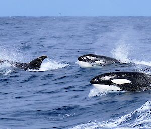 Killer whale pod swimming in ocean waves