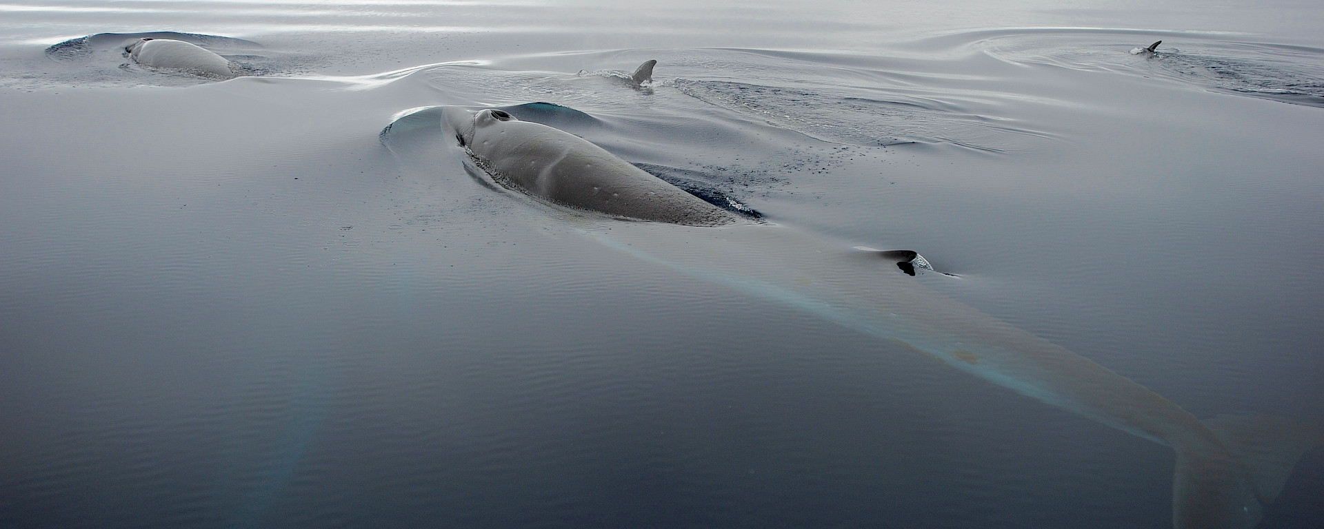 A pod of minke whales in Antarctic waters