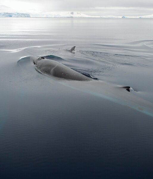 A pod of minke whales in Antarctic waters