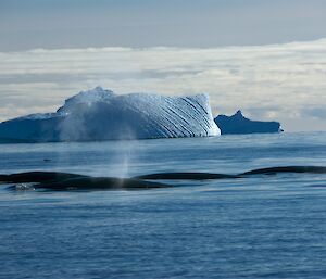 Minke Whales off Davis station in Antarctica