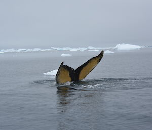 Mink whale fluke