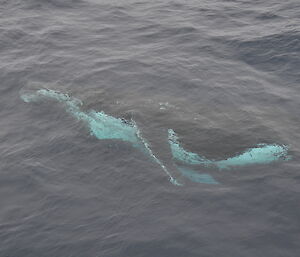 Humpback under water