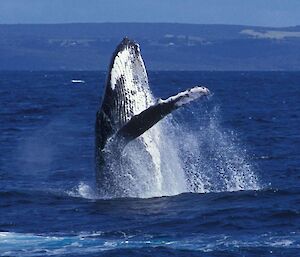 Humpback whale breaching