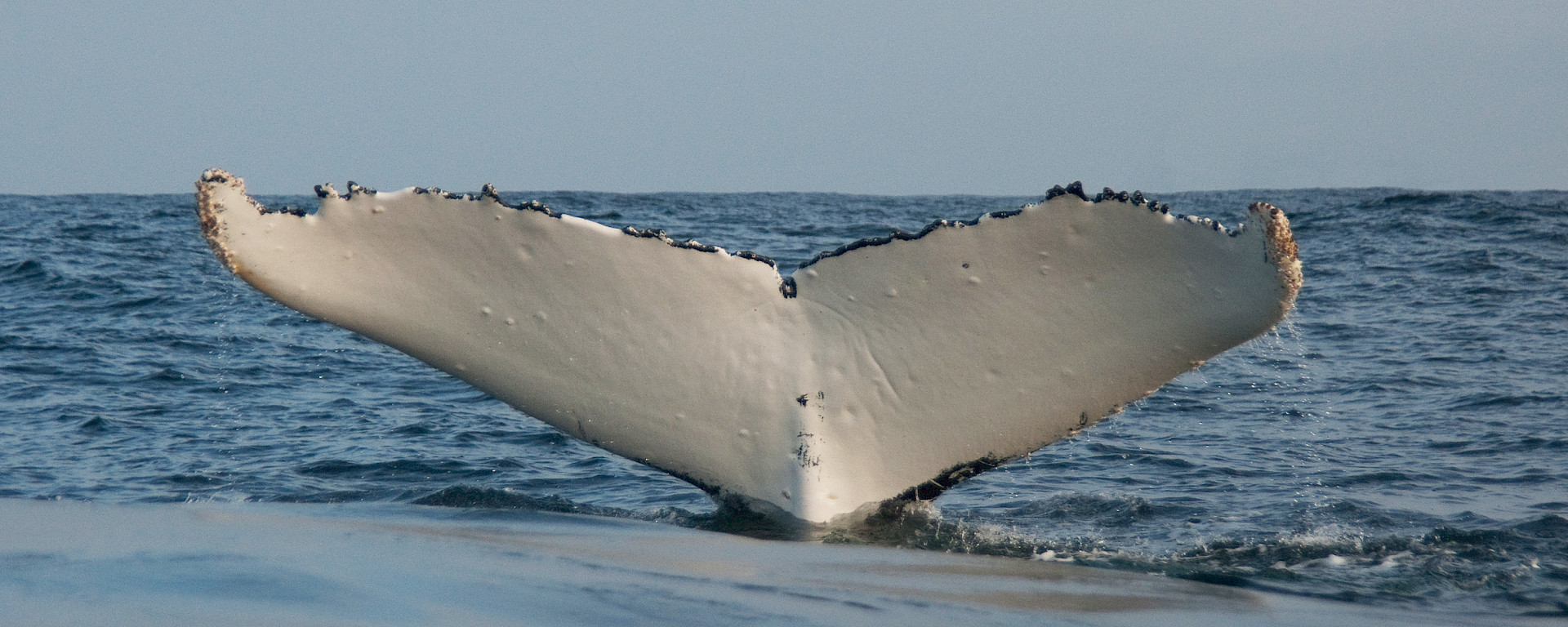 Humpback whale fluke