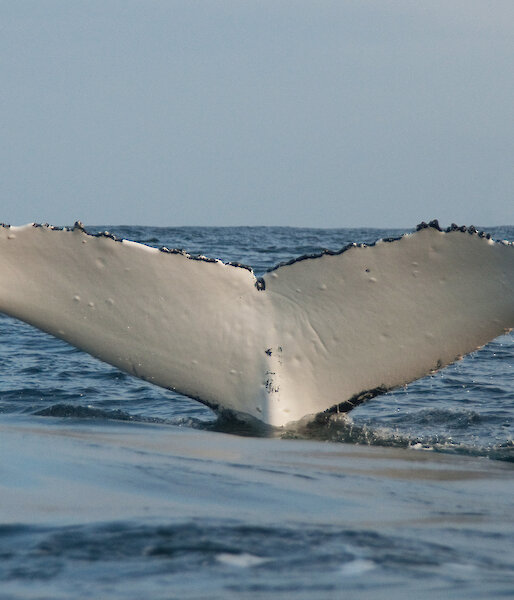 Humpback whale fluke
