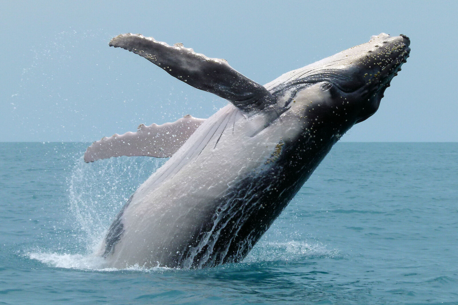 humpback-whale-australian-antarctic-program
