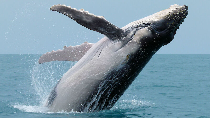 Humpback whale