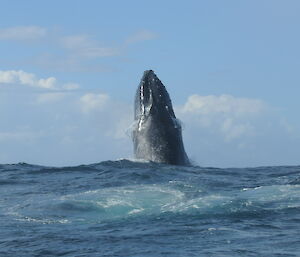 A humpback whale points its upper body straight up out of the ocean in a behaviour known as spyhopping