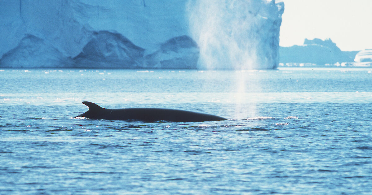 Fin whale – Australian Antarctic Program
