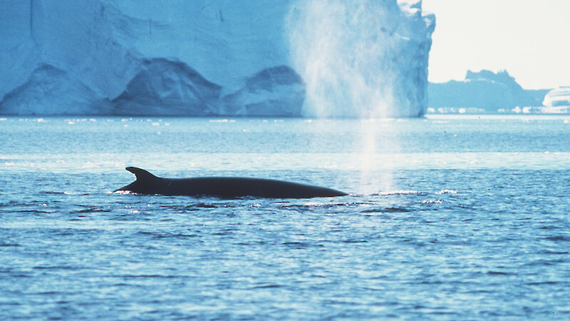 Fin whale