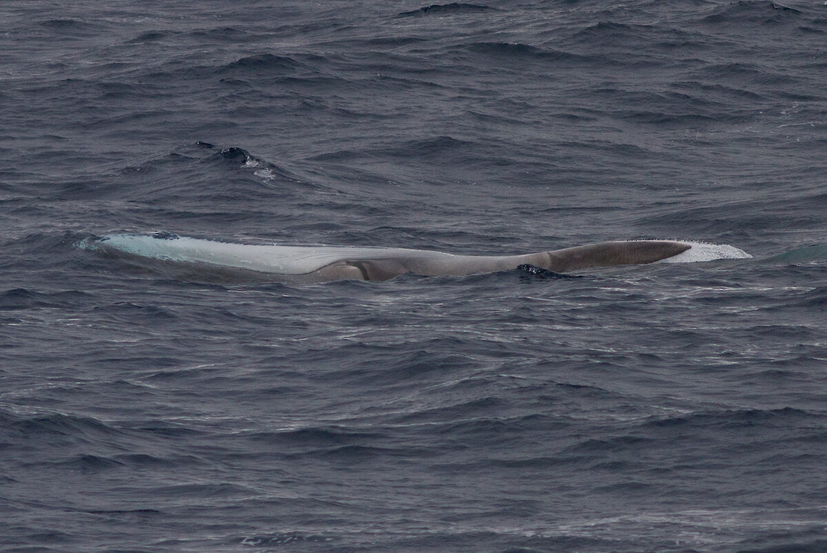 Fin whale – Australian Antarctic Program