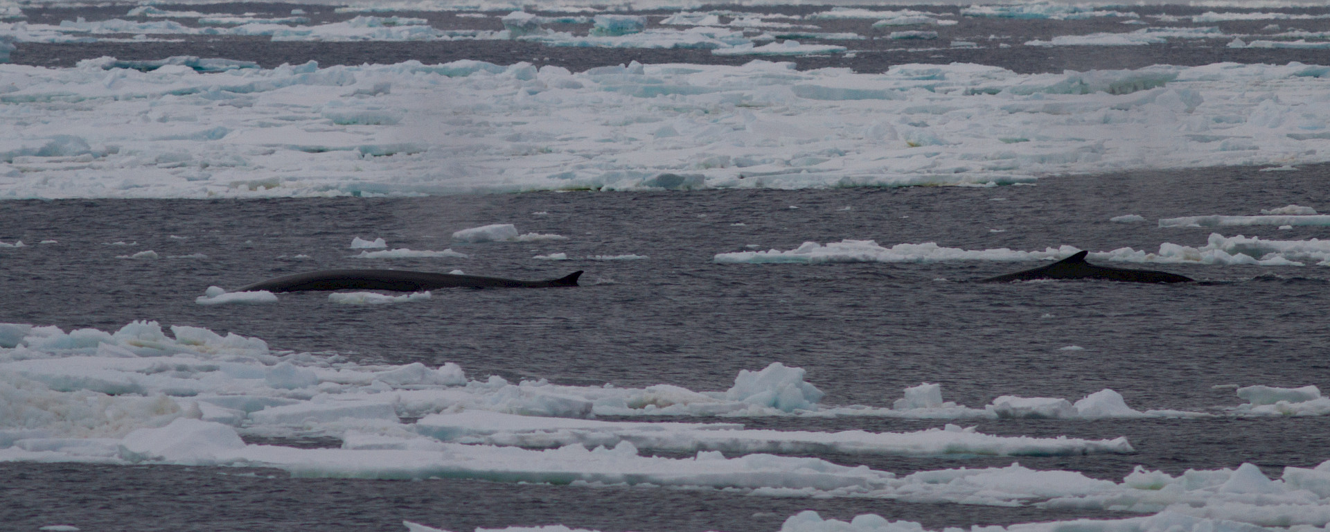 Fin whales surfacing