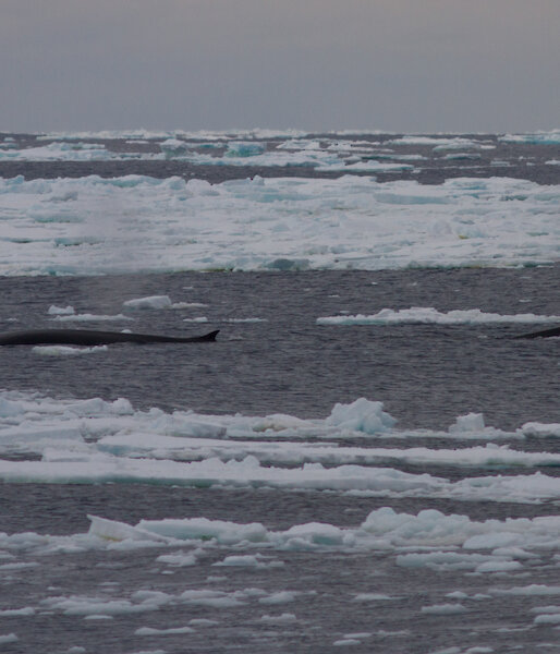 Fin whales surfacing