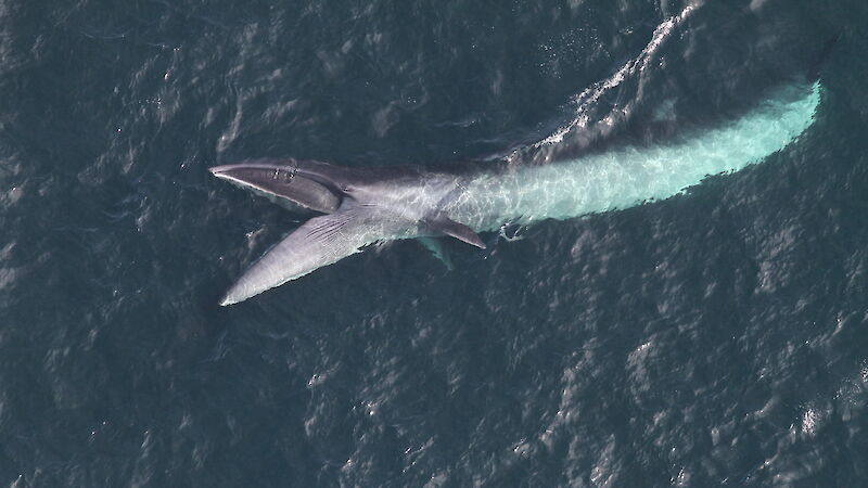An aerial shot of a sei whale with its mouth open on its side