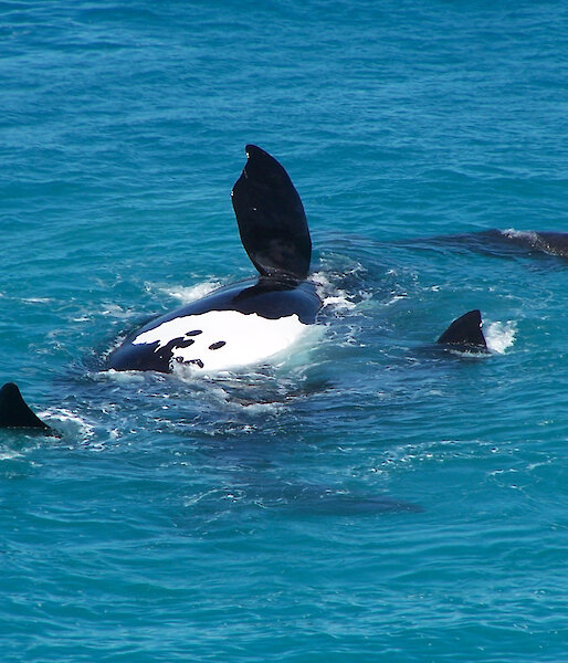 Southern right whale and calf surfacing