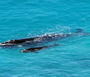 Southern right whale pod