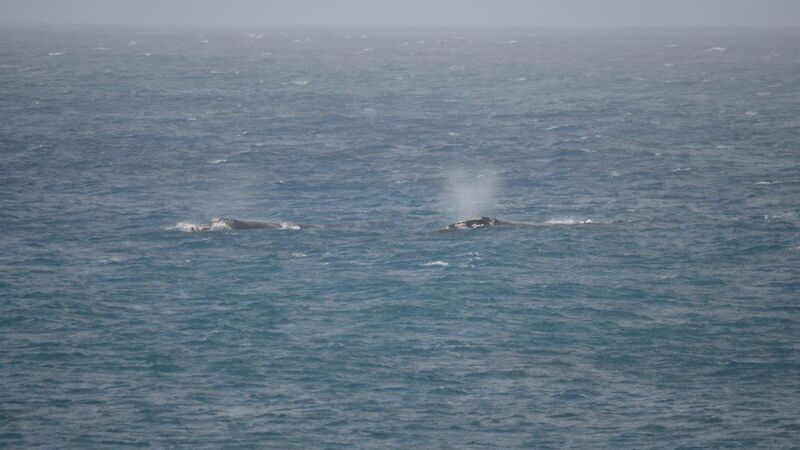 Two southern right whales