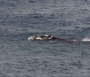 A southern right whale