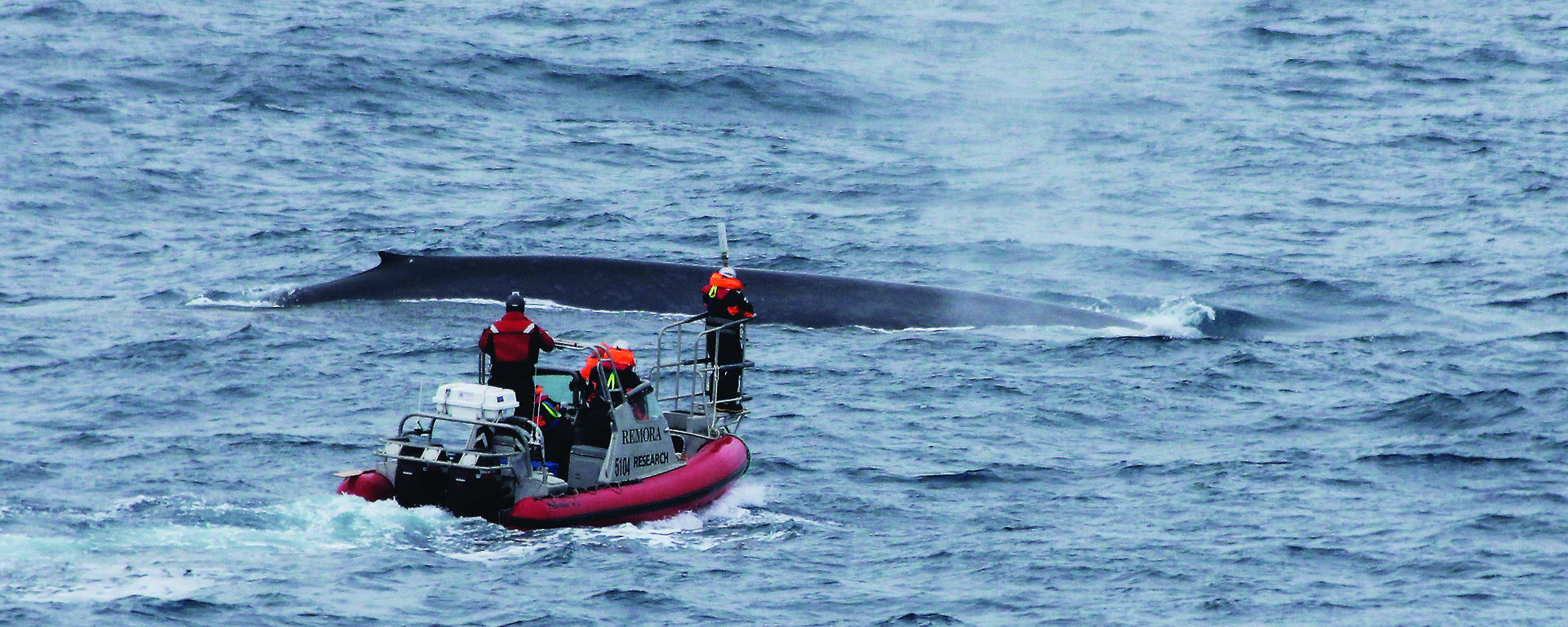 Scientists approach a blue whale in a small boat to attach a satellite tag.