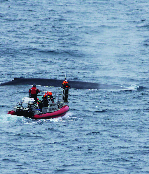 Scientists approach a blue whale in a small boat to attach a satellite tag.