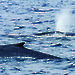 Three blue whales breaching in the Southern Ocean.