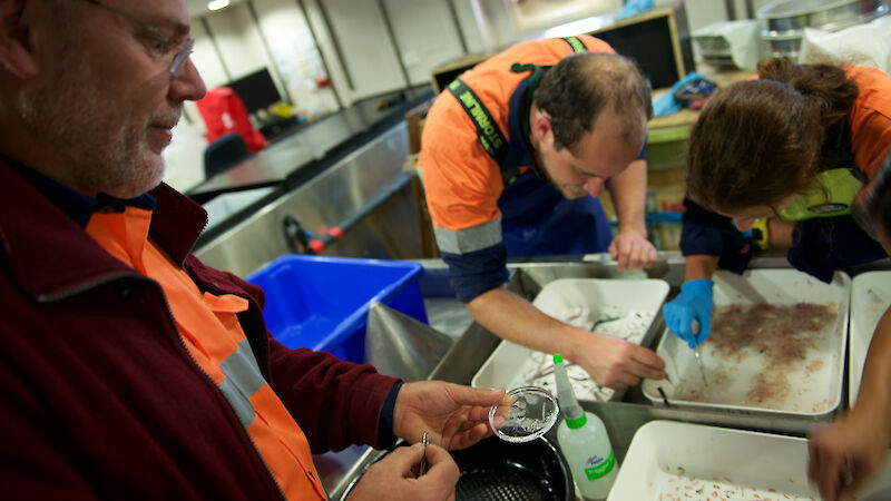 Dr Andrew Constable (left) examines a dish containing salps. Other researchers sort through trays of fish and krill samples.
