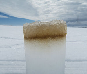 An ice core with brown coloured algae growing at its base.