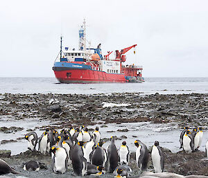 L'Astrolabe moored off Macquarie Island with king penguins in the foreground.