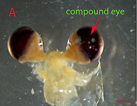 Image of the compound eyes of a krill.