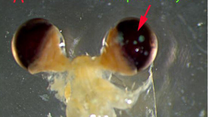 Image of the compound eyes of a krill.