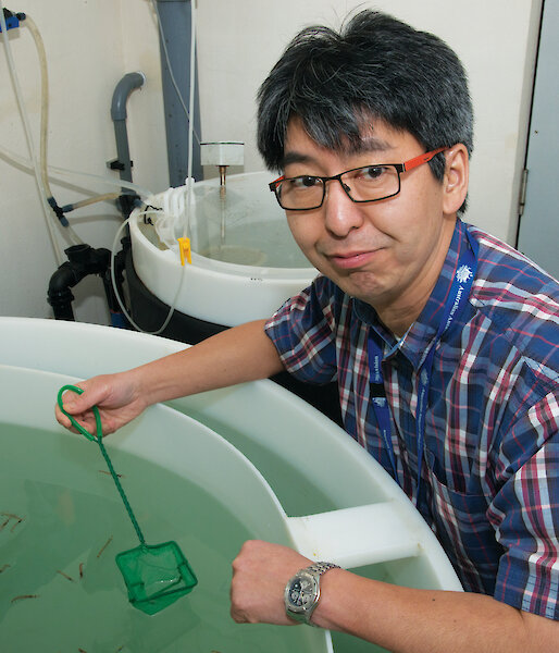 Dr So Kawaguchi in the krill aquarium at the Australian Antarctic Division.