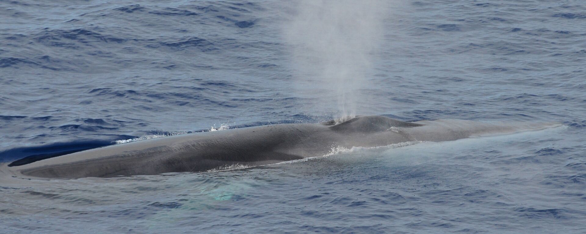 A fin whale breaches the ocean surface.