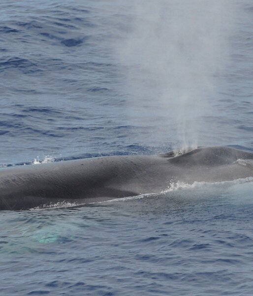 A fin whale breaches the ocean surface.