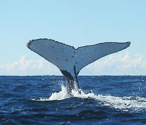 A humpback whale tail fluke.
